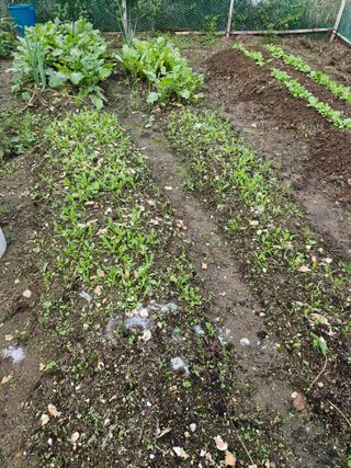 매실향기차향기님의 기타작물 · 영농일지 작성글 사진