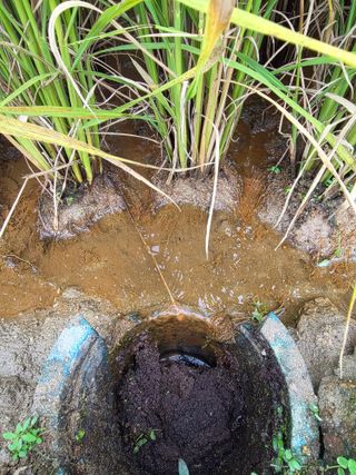 병섭님의 벼 · 영농일지 작성글 사진