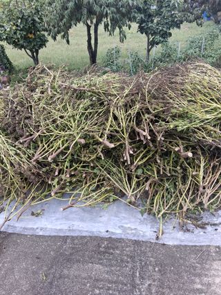 양파15542님의 기타작물 · 영농일지 작성글 사진