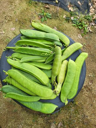 혜기농원(놀이터)님의 사과 · 영농일지 작성글 사진