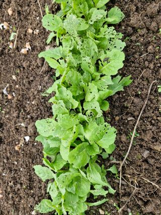 매실향기차향기님의 기타작물 · 영농일지 작성글 사진