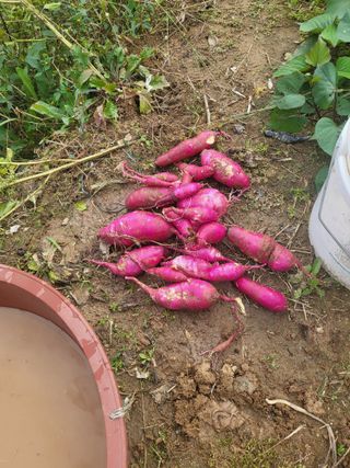 최병우님의 기타작물 · 영농일지 작성글 사진