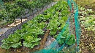 정금기님의 기타작물 · 영농일지 작성글 사진