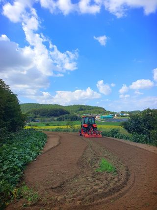 오이8898황산면님의 마늘 · 영농일지 작성글 사진