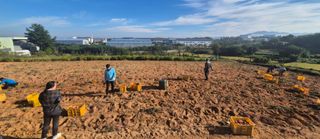 한상숙님의 고구마 · 영농일지 작성글 사진