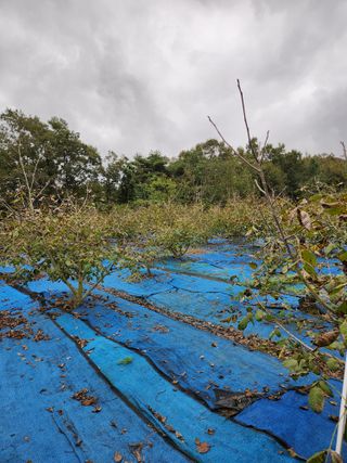 김영옥님의 감 · 영농일지 작성글 사진