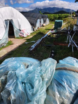 상월딸기 박명근님의 딸기 · 영농일지 작성글 사진