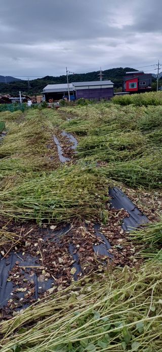 남궁봉님의 들깨 · 영농일지 작성글 사진