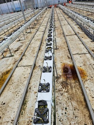 태이린팜님의 오이 · 영농일지 작성글 사진