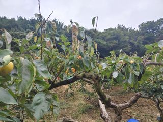 단감당감님의 감 · 영농일지 작성글 사진