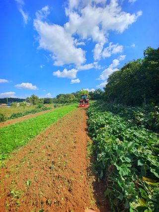오이8898황산면님의 마늘 · 영농일지 작성글 사진