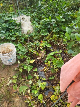 최병우님의 기타작물 · 영농일지 작성글 사진