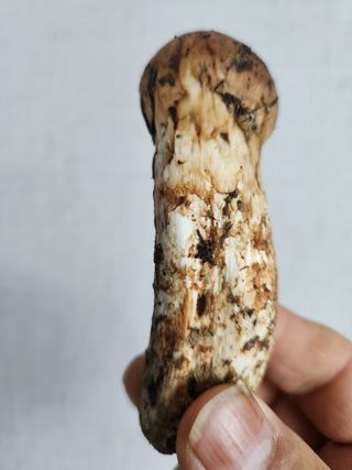 김영옥님의 감 · 영농일지 작성글 사진