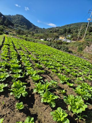 초보농사꾼님의 배추 · 영농일지 작성글 사진
