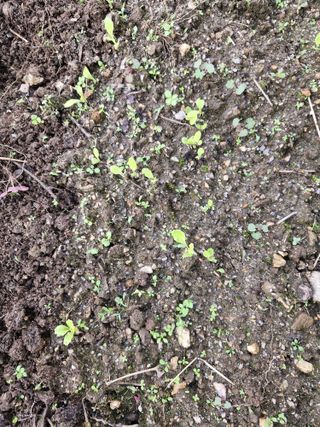 매실향기차향기님의 기타작물 · 영농일지 작성글 사진