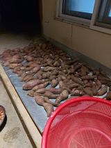 팜모닝 고구마·영농일지 게시글 이미지