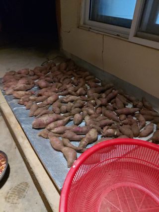 미카엘농장님의 고구마 · 영농일지 작성글 사진