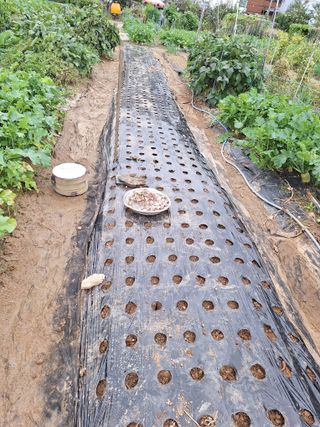 코알라님의 마늘 · 영농일지 작성글 사진