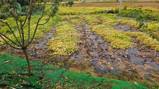정금기님의 기타작물 · 영농일지 작성글 사진