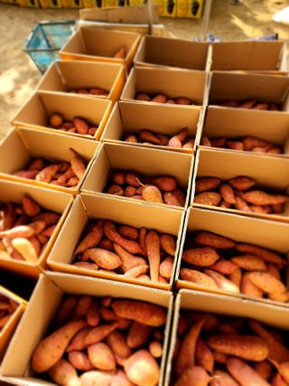 한상숙님의 고구마 · 영농일지 작성글 사진