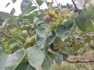 단감당감님의 감 · 영농일지 작성글 사진