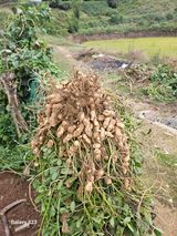 팜모닝 기타작물·영농일지 게시글 이미지