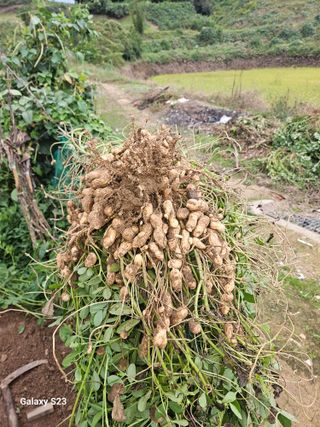 흥부네땅님의 기타작물 · 영농일지 작성글 사진