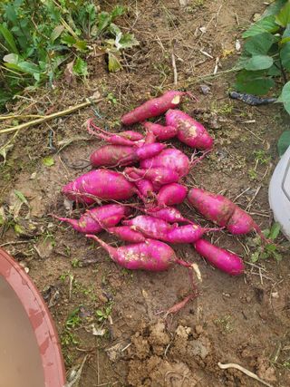 최병우님의 기타작물 · 영농일지 작성글 사진