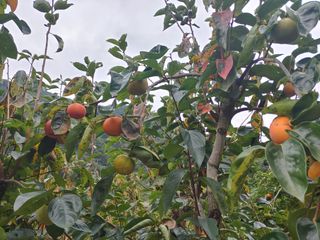 단감당감님의 감 · 영농일지 작성글 사진