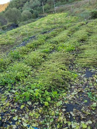 사과18677님의 들깨 · 영농일지 작성글 사진