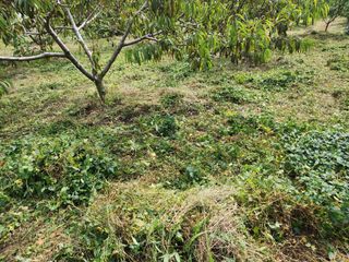 박병한님의 복숭아 · 영농일지 작성글 사진