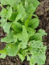 팜모닝 기타작물·영농일지 게시글 이미지