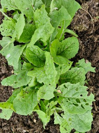 매실향기차향기님의 기타작물 · 영농일지 작성글 사진