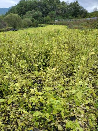 사과18677님의 들깨 · 영농일지 작성글 사진