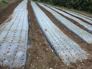 경주농장님의 마늘 · 영농일지 작성글 사진