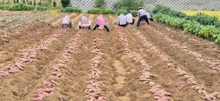 골드래곤님의 기타작물 · 영농일지 작성글 사진