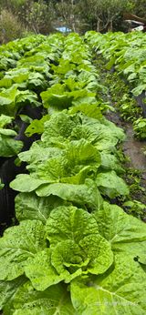 팜모닝 배추·영농일지 게시글 이미지