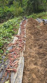 팜모닝 기타작물·영농일지 게시글 이미지