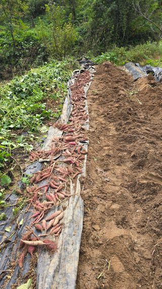 癡愚님의 기타작물 · 영농일지 작성글 사진