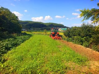 오이8898황산면님의 마늘 · 영농일지 작성글 사진