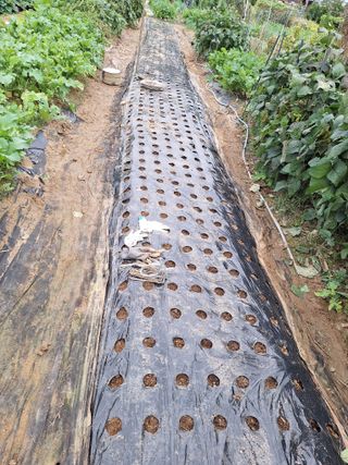 코알라님의 마늘 · 영농일지 작성글 사진