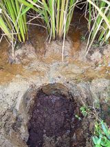 팜모닝 벼·영농일지 게시글 이미지