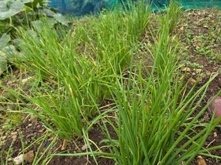 이은경님의 기타작물 · 영농일지 작성글 사진