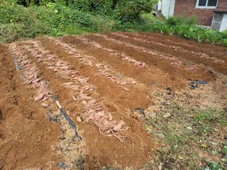 백상진님의 고구마 · 영농일지 작성글 사진