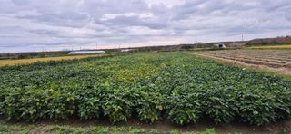 골드래곤님의 콩 · 영농일지 작성글 사진