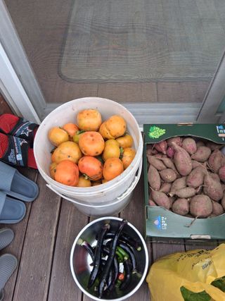 양파15542님의 기타작물 · 영농일지 작성글 사진