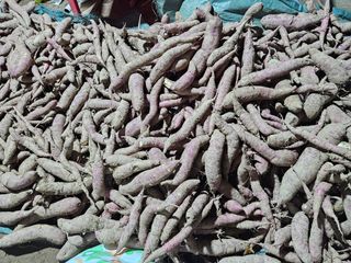 경달현님의 고구마 · 영농일지 작성글 사진