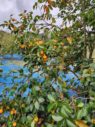 김영옥님의 감 · 영농일지 작성글 사진