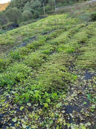 사과18677님의 들깨 · 영농일지 작성글 사진