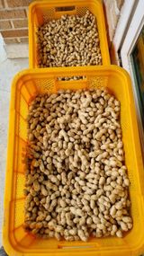 팜모닝 참깨·영농일지 게시글 이미지